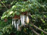 : - Cecropia palmata