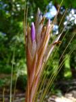 : - Tillandsia juncea