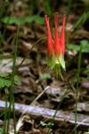 : - Aquilegia elegantula