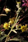 : - Baileya pauciradiata