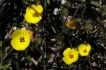 : - Camissonia bistorta