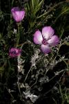: - Clarkia cylindrica
