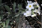 : - Cryptantha flavoculata