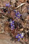 : - Eriastrum sapphirinum