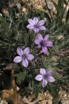 : - Langloisia setosissima
