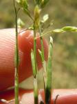 Einjähriges Rispengras - Poa annua