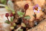 : - Mimulus androsaceus