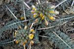 : - Pedicularis semibarbata