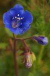 Blaues Wunder - Phacelia campanularia