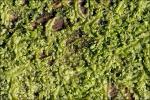 Zweispitziges Kopfsproßmoos - Cephalozia bicuspidata