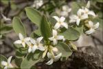 Alpen-Seidelbast - Daphne alpina
