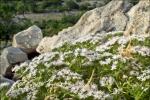 : - Drypis spinosa subsp. jacquiniana