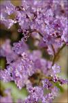 : - Limonium carolinianum