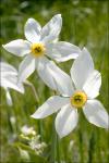 Strahlenblütige Narzisse-Narcissus poeticus subsp. radiiflorus