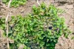 Endivienartiges Beckenmoos - Pellia endiviifolia