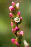 Wilder Wasserpfeffer - Polygonum mite
