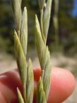 :-Elymus lanceolatus