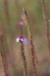 : - Glandularia incisa