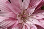 : - Podospermum roseum