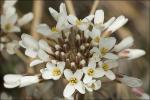 Frühzeitiges Pfennigkraut - Thlaspi praecox