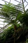 : - Cyathea cooperi