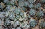 : - Echeveria leucotricha