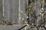 Kupfer-Felsenbirne-Amelanchier grandiflora