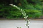: - Baptisia alba