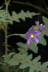 Solanum pyracanthos - Solanum pyracanthon