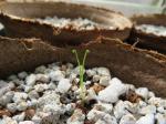 Taublatt - Drosophyllum lusitanicum