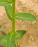 Behaarte Wolfsmilch-Euphorbia hirsuta
