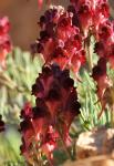 : - Linaria aeruginea
