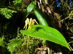 : - Pleurothallis dunstervillei