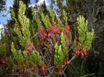 : - Brachyotum lindenii