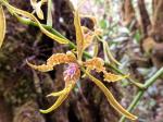 : - Cyrtochilum angustatum