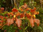 : - Cyrtochilum trifurcatum