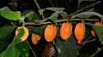 : - Drymonia hoppii