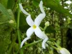 : - Faramea occidentalis
