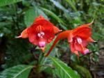 : - Fuchsia macrostigma