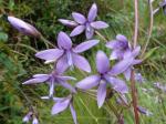 : - Gentianella rapunculoides