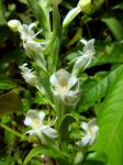 :-Habenaria monorrhiza