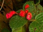 : - Kohleria villosa