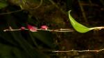 : - Lepanthes biloba