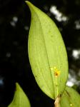 :-Lepanthes rhynchion