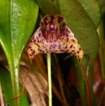 : - Masdevallia laevis