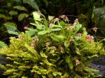 : - Masdevallia nidifica
