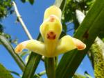 :-Maxillaria porrecta