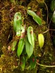 : - Pleurothallis galerita