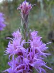 Getüpfelte Prachtscharte - Liatris punctata