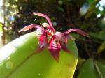 : - Acianthera geminicaulina